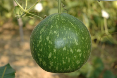 BSARKAR round bottle gourd seed Seed(20 per packet)