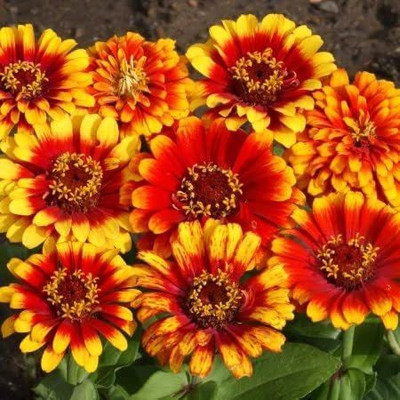 CYBEXIS NBIR-42 - Bicolor Multicolor Mexican Red Yellow Zinnia - (270 Seeds) Seed(270 per packet)