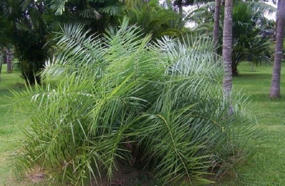 plantsworld Dwarf Date Palm, Phoenix acaulis Seed(10 per packet)