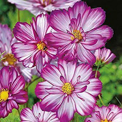 MAA A Cosmos Sensation151 Seed(10 per packet)