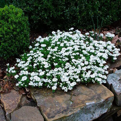 Aywal Candytuft Sempervirens 'Iceberg Superior' Seed(50 per packet)
