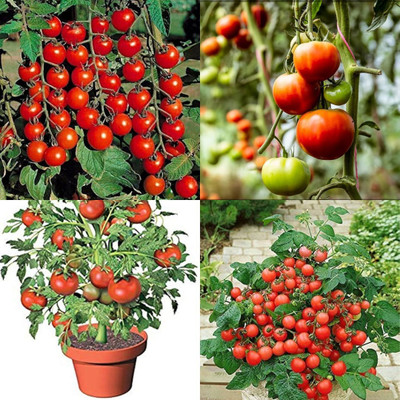 ibains tomato seeds Seed(390 per packet)