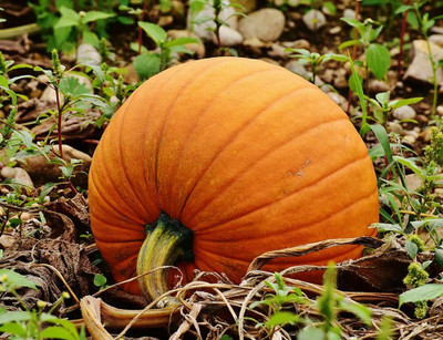 Aywal Pumpkin F1 Hybrid Bheema Seed(18 per packet)