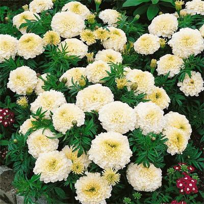 CYBEXIS TLX-92 - Kilimanjaro White African Marigold - (250 Seeds) Seed(250 per packet)