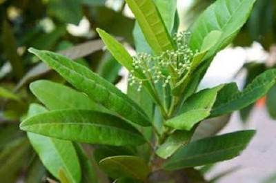 WILLVINE LX-83 Sarva Sughandhi Dwarf ' Allspice Seed(100 per packet)