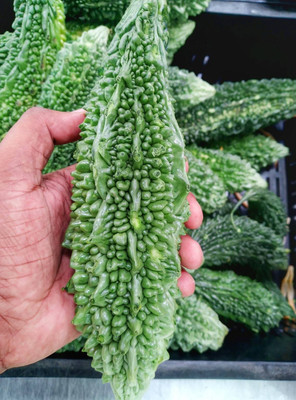 Quentova Bitter gourd seeds-TKK Seed(50 per packet)