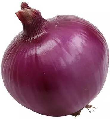 WATIKA Nasik Onion Seed(800 per packet)