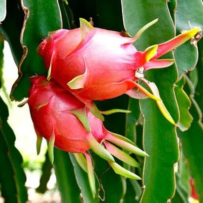 Aywal Dragon fruit Seed(75 per packet)