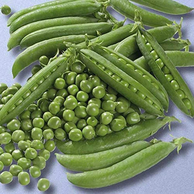 CYBEXIS High Yield Seeds of Vegetable Pea Progress 400 Seeds Seed(400 per packet)