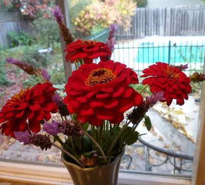 CYBEXIS GBPUT-44 - Imp. Zinnia Elegans 'Cherry-red' - (90 Seeds) Seed(90 per packet)