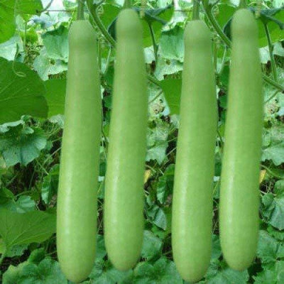 AloGardening ™ Bottle Gourd Long/Ghiya | F1 Hybrid | Organic Seeds Seed(80 per packet)