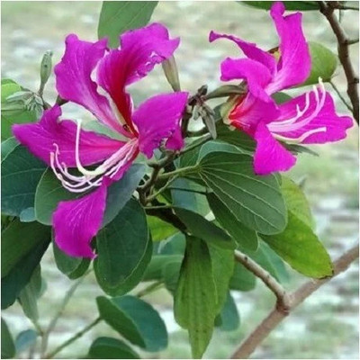 SUPRIKAM RARE RED KANCHAN/Bauhinia purpurea Seed(7 per packet)
