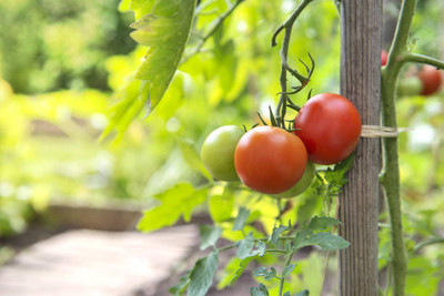 TULIP tomato Seed(100 per packet)