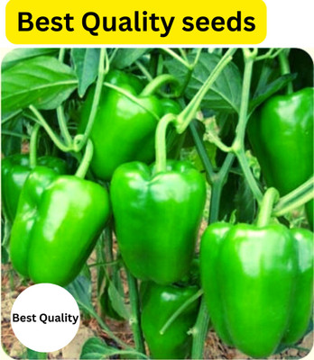 GrinCom Shimla Mirch, Chilli, Capsicum, Sweat Paper, Sweet peppers, Capsicum plants, Capsicum Seeds Seed(10 per packet)