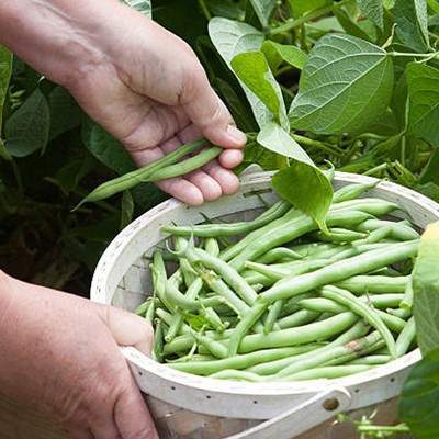 PMA Gwar Fali/Cluster Beans/Beans Seed Seed(25 per packet)