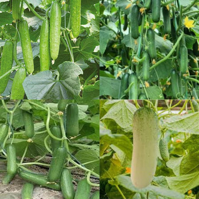 ibains Desi khira seed cucumber kakri seeds pack of 66 Seed(66 per packet)