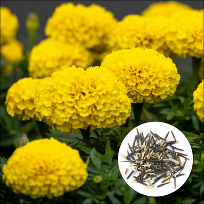 PLANTIKA PLANTIKA HYBRID MARGOLD SEEDS, YELLOW MARIGOLD SEEDS Seed(100 per packet)