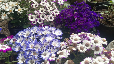 XOLDA Exotic cineraria Seed(43 per packet)