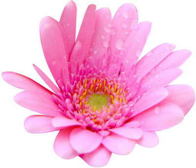 CYBEXIS Gerbera Daisy Flower Seeds-Pink Seed(1 g)
