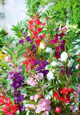 Quentova Balsam Dwarf Camelias blend, Camellia Balsam Flower Mix color-AJ Seed(50 per packet)