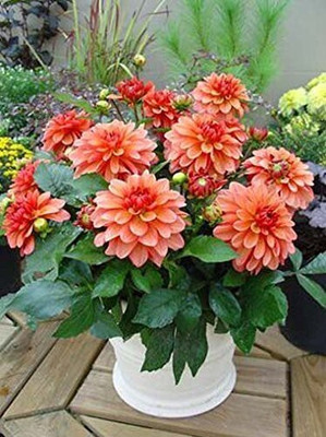 KANAYA Dahlia Double Figaro Mix Seed(80 per packet)