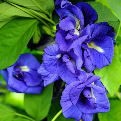 KKM F1 Quality Aparajita Seeds Double / Butterfly pea Seed(20 per packet)