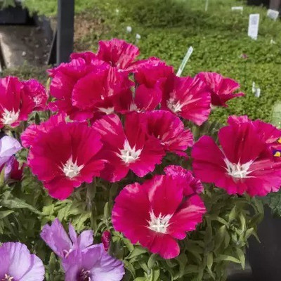 MAA Clarkia Seed(30 per packet)