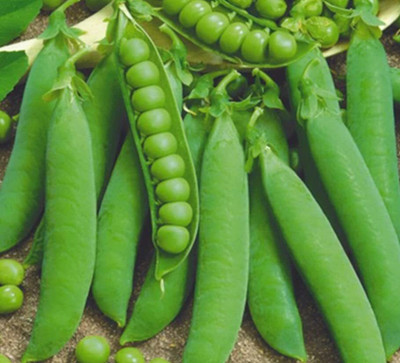 Aywal SUGAR BON SNAP PEA Seed(425 per packet)