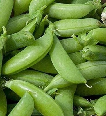 Qualtivate PUA-2A Sugar Ann Snap Pea Seeds Seed(200 per packet)