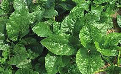 Aywal Bathua Saag(बथुआ साग) Vegetable Seed(10 per packet)