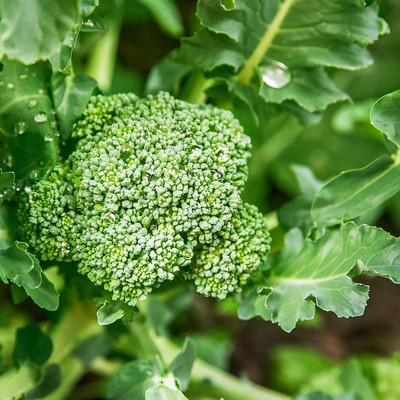 WILLVINE PUAS -X Di Cicco Broccoli Seed [1g]- 300 Seeds Seed(1 g)