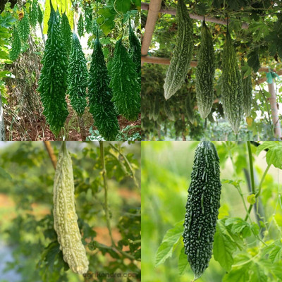 ibains karela seeds f1 hybrid 11 Seed(11 per packet)