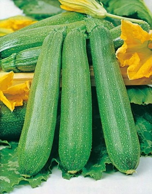 Qualtivate XXX-5A Light Green Zucchini Courgette Squash Seed(30 per packet)