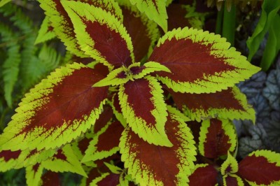 Qualtivate PAU-35 Red Green Coleus Ornamental Seeds Seed(100 per packet)