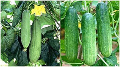 Mohomaya Cucumber Seed (40 per packet)-01230 Seed(40 per packet)