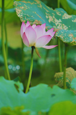 MAA lotus,kamal seeds Seed(5 per packet)
