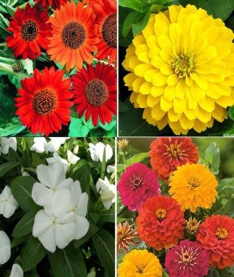Farmers Choice Sunflower Earthwalker, Zinnia Gaint Yellow, White Vinca and Zinnia Double Mixed Seed(100 per packet)