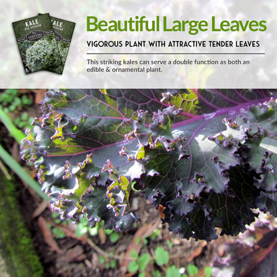 WILLVINE AGRI -X Red Russian Kale Seed [50g] Seed(15000 per packet)