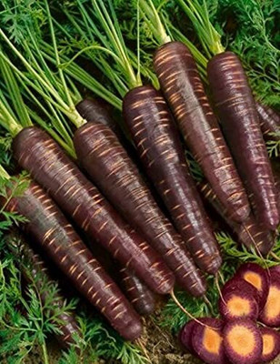 DIVINE CARROT Seed(50 per packet)
