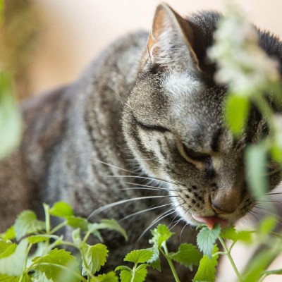 CYBEXIS VXI-70 - Catnip Cat Mint Catwort Catswort - (13500 Seeds) Seed(13500 per packet)