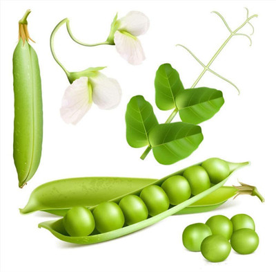 CYBEXIS Organic Pea Seeds for Planting-200 Seeds Seed(200 per packet)