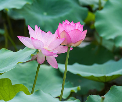 SM PLUS lotus,kamal gatta Seed(10 per packet)