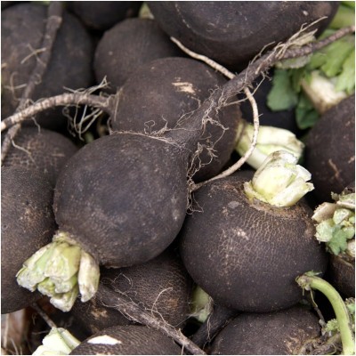 Qualtivate PUAS-9A Black Spanish Radish Seed(300 per packet)