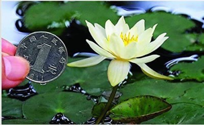 VibeX GBPUT-61 - Water Bowl Lotus Nelumbo nucifera - (90 Seeds) Seed(90 per packet)