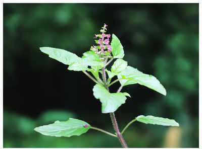 XOLDA Chilli Vasudha Seed(50 per packet)