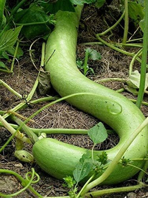 Qualtivate PUAS-2A Gourd - Snake Seed(25 per packet)