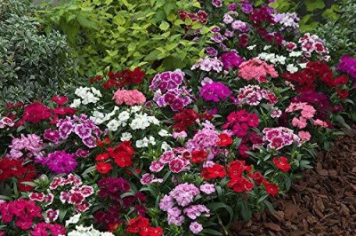 Lorvox Hybrid Dahlia Double Flower Seed(45 per packet)