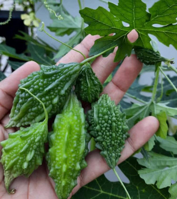 CRGO KARELA , BITTERGOURD Seed(15 per packet)
