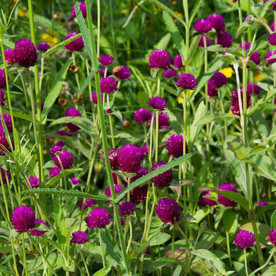 Quentova Gomphrena Ping Pong Purple-HQ-4I Seed(60 per packet)