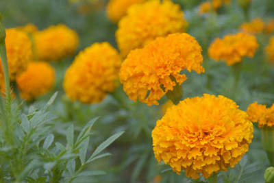 Cosmos marigold/gende ka phool flower seeds Seed(50 per packet)